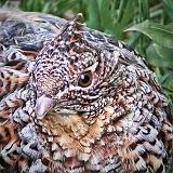 Ruffed Grouse Closeup_26751